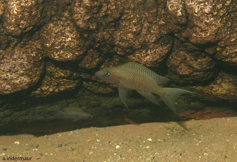 Neolamprologus chitamwebwai 'Jakobsen's Beach'